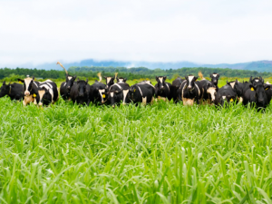 Doanh nghiệp sữa Việt Nam nâng cao năng suất, đáp ứng chuẩn trong nước và quốc tế