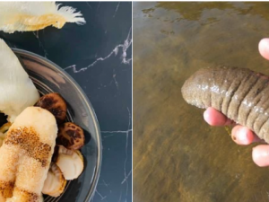 TCVN 14146-1:2024 yêu cầu kỹ thuật đối với giống hải sâm cát trong nuôi trồng thủy sản