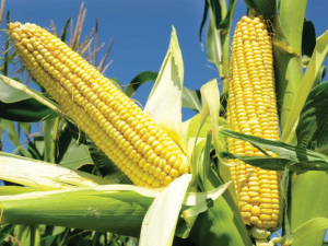 QCVN 105:2025/BNNMT về chất lượng hạt giống ngô thụ phấn tự do