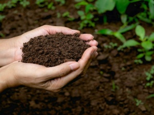 Chuẩn hóa kiểm soát vi sinh trong phân bón: Ý nghĩa của TCVN 14387:2025