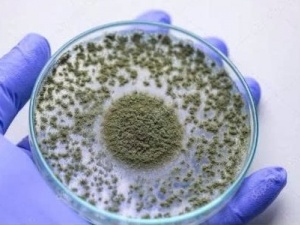 TCVN 14388:2025: Chuẩn hóa phương pháp xác định nấm Aspergillus trong phân bón