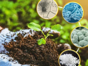 TCVN 14389:2025: Chuẩn hóa phương pháp xác định vi khuẩn Bacillus laterosporus trong phân bón vi sinh