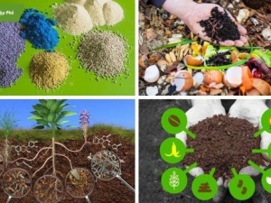 Hoàn thiện phương pháp xác định axit salicylic trong phân bón theo TCVN 14470:2025