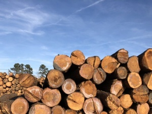 TCVN 1076:2025 về hình dạng và kích thước gỗ xẻ