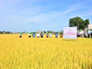 Cánh đồng số: Nơi năng suất tăng tốc, chất lượng lên ngôi