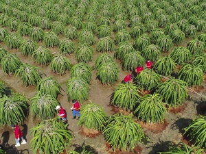 Chuỗi cung ứng nông sản sạch: Giải pháp nâng cao chất lượng và giảm thất thoát sau thu hoạch