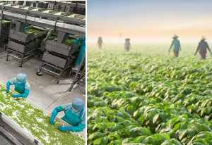 Doanh nghiệp nông sản tăng tốc “xanh hóa” nhờ áp dụng tiêu chuẩn ISO 14064-1:2018