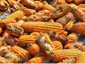 TCVN 14434:2025 về xác định citrinin và kiểm soát nấm mốc trong thực phẩm