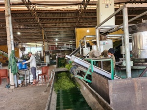 Kiểm soát sai lỗi giúp doanh nghiệp ngành chè nâng cao năng suất và giá trị sản phẩm