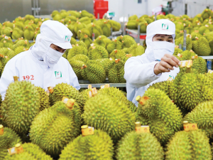 Kết hợp ISO 22000 với Kaizen: Hướng đi bền vững cho doanh nghiệp thực phẩm