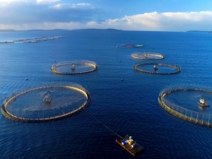 Xây dựng tiêu chuẩn về cơ sở nuôi cá biển công nghiệp