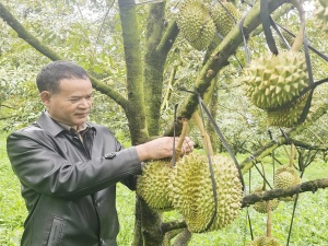 K’ Brèo đổi đời nhờ trồng xen sầu riêng
