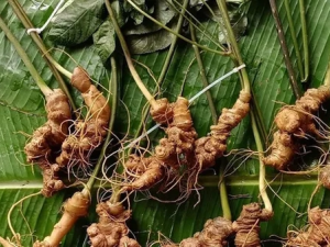 Mở rộng tiêu chuẩn Sâm Việt Nam, đưa Sâm Lai Châu vào Dược điển Việt Nam VI