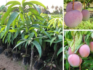 TCVN 14160-4:2026 quy định kỹ thuật đối với cây và vườn cây đầu dòng thuộc loài xoài