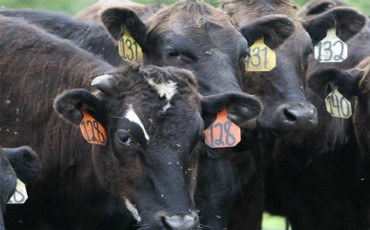 Thịt bò Kobe "nhái" được chuộng ở Mỹ