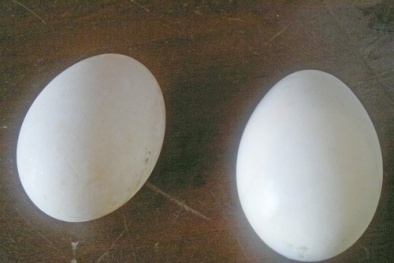 Đồng Nai: Xuất hiện trứng vịt bất thường