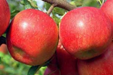 Trung Quốc: Bọc túi tẩm thuốc sâu cho táo từ trên cây
