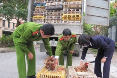 Hà Nội: Tiêu hủy 600 con gà lậu