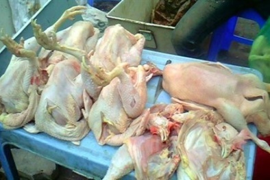 Cảnh giác với gà thải loại Trung Quốc