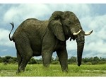 Gần 60 con voi cuối cùng ở Việt Nam được gắn chip