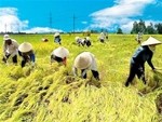 Vì sao hạt lúa Việt Nam tụt hậu?