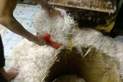 Hóa chất ủ giá đỗ chưa được phép sử dụng ở Việt Nam