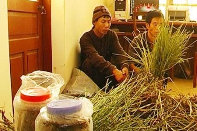 Vào thủ phủ... rượu thuốc phiện