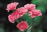 Thêm 5 loại hoa mang nhãn hiệu “Hoa Đà Lạt”