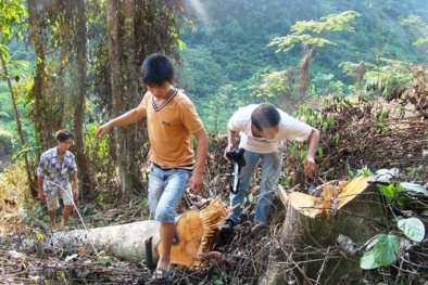 Tuyên Quang: Kiểm lâm chỉ đạo phá rừng?