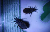 Bình Định: Đã tìm ra ổ bọ xít hút máu người