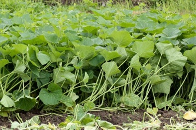 Rau xanh mơn mởn nhờ thuốc trừ sâu Trung Quốc