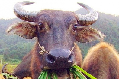 Hai người dân tộc Thái "tố" bị lừa 12 con trâu bò