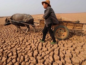 Người sản xuất được hỗ trợ khi đất canh tác bị thu hồi