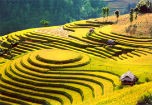 Đẹp ngỡ ngàng những thửa ruộng bậc thang