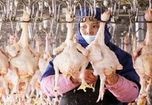 Thái Lan: Phản đối nhập khẩu thịt gà nấu chín Trung Quốc