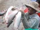 Cá tra Việt Nam tiếp tục được ưa chuộng tại Mỹ