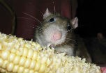 Chuột ăn ngô biến đổi gen bị ung thư là nghiên cứu cẩu thả