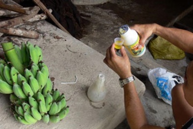 'Vỗ béo' bắp chuối bằng hóa chất
