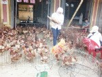 Gà "đầu trọc" Trung Quốc tràn vào Việt Nam