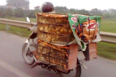 Mối họa từ gà giống không rõ nguồn gốc