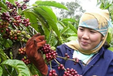 Loay hoay xây thương hiệu cho cà phê Khe Sanh