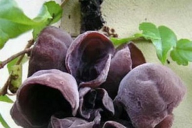 Những loại thực phẩm không nên ăn khi còn tươi