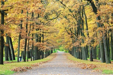 Sắc vàng đẹp nao lòng, mùa thu nước Nga