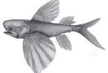 Phát hiện cá bay cổ nhất thế giới
