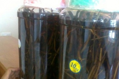 Uống rượu ngâm cây thuốc phiện có thể chết người