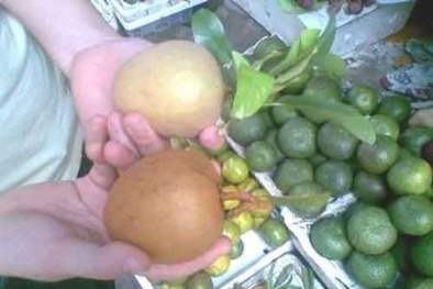 "Phù phép" hồng xiêm bằng ôxít sắt