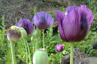 Đổ xô đi hái quả thuốc phiện vì tin đồn "thần dược"