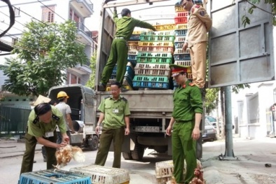 4 tấn gà lậu Trung Quốc tuồn về thủ đô