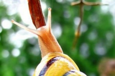 Choáng với nguyên liệu dùng làm mỹ phẩm