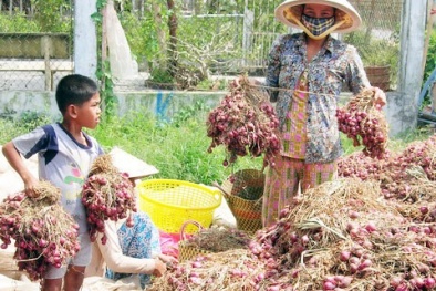 Hỏng mắt vì dùng hóa chất bảo quản hành